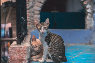 Chefchaouen, Morocco — fine art travel photography print available from Clever Tourists