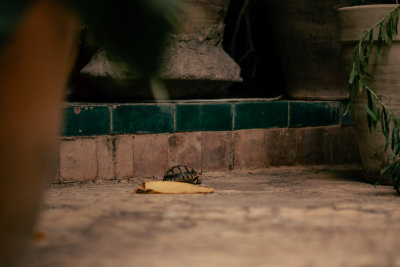 Fes, Morocco — fine art travel photography print available from Clever Tourists