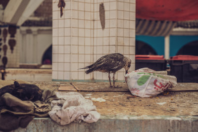 Essaouira, Morocco — fine art travel photography print available from Clever Tourists