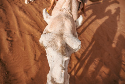 Erg Chigaga, Morocco — fine art travel photography print available from Clever Tourists