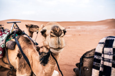 Erg Chigaga, Morocco — fine art travel photography print available from Clever Tourists