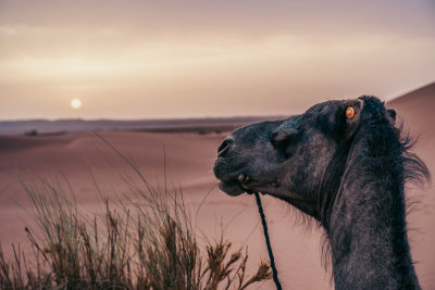 Erg Chigaga, Morocco — fine art travel photography print available from Clever Tourists