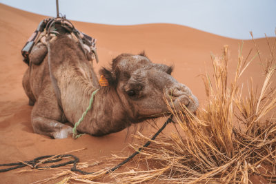 Erg Chigaga, Morocco — fine art travel photography print available from Clever Tourists