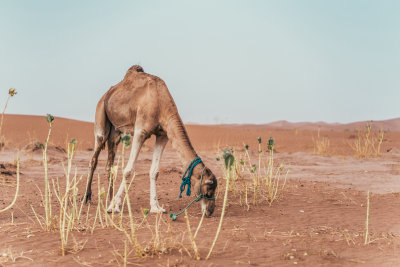 Erg Chigaga, Morocco — fine art travel photography print available from Clever Tourists