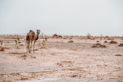 Erg Chigaga, Morocco — fine art travel photography print available from Clever Tourists