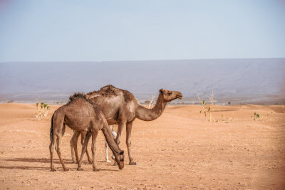 Erg Chigaga, Morocco — fine art travel photography print available from Clever Tourists