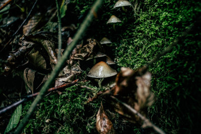 Hrensko, Czech Republic — fine art travel photography print available from Clever Tourists