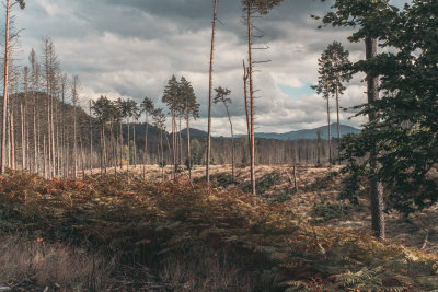 Hrensko, Czech Republic — fine art travel photography print available from Clever Tourists