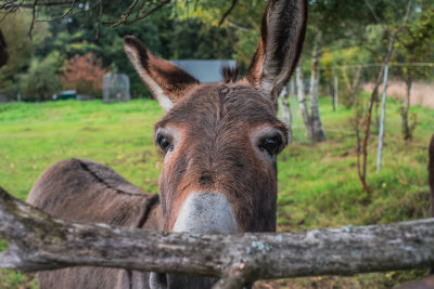 Hrensko, Czech Republic — fine art travel photography print available from Clever Tourists