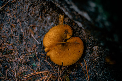 Hrensko, Czech Republic — fine art travel photography print available from Clever Tourists