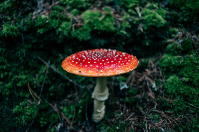 Hrensko, Czech Republic — fine art travel photography print available from Clever Tourists