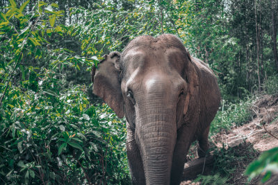Chiang Mai, Thailand — fine art travel photography print available from Clever Tourists