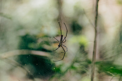 Chiang Mai, Thailand — fine art travel photography print available from Clever Tourists