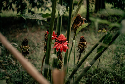 Khao Sok, Thailand — fine art travel photography print available from Clever Tourists