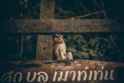 Khao Sok, Thailand — fine art travel photography print available from Clever Tourists