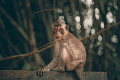 Khao Sok, Thailand — fine art travel photography print available from Clever Tourists