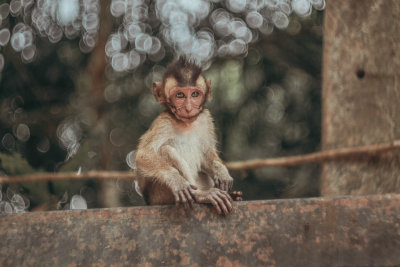 Khao Sok, Thailand — fine art travel photography print available from Clever Tourists