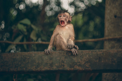 Khao Sok, Thailand — fine art travel photography print available from Clever Tourists