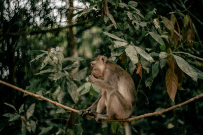 Khao Sok, Thailand — fine art travel photography print available from Clever Tourists