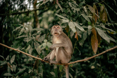 Khao Sok, Thailand — fine art travel photography print available from Clever Tourists