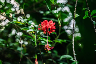 Khao Sok, Thailand — fine art travel photography print available from Clever Tourists