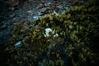 Lake Pukaki, New Zealand — fine art travel photography print available from Clever Tourists