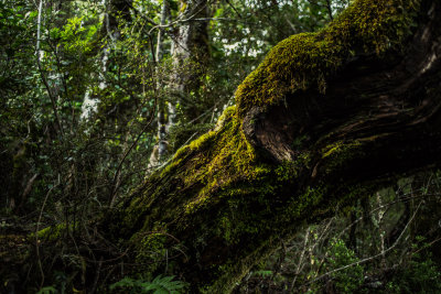 Little River, New Zealand — fine art travel photography print available from Clever Tourists