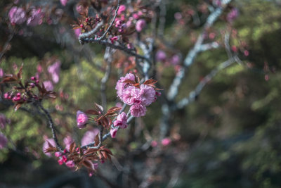 Kyoto, Japan — fine art travel photography print available from Clever Tourists
