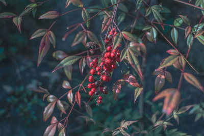 Kyoto, Japan — fine art travel photography print available from Clever Tourists