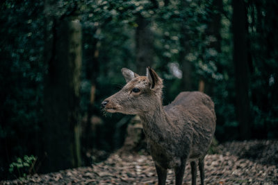 Nara, Japan — fine art travel photography print available from Clever Tourists