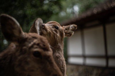 Nara, Japan — fine art travel photography print available from Clever Tourists