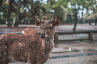 Nara, Japan — fine art travel photography print available from Clever Tourists