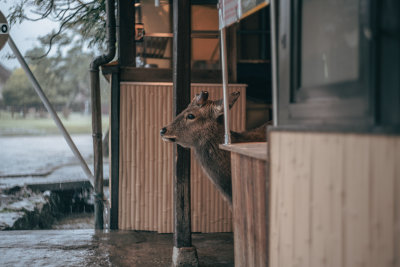 Nara, Japan — fine art travel photography print available from Clever Tourists