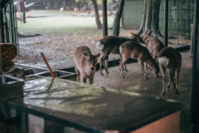 Nara, Japan — fine art travel photography print available from Clever Tourists