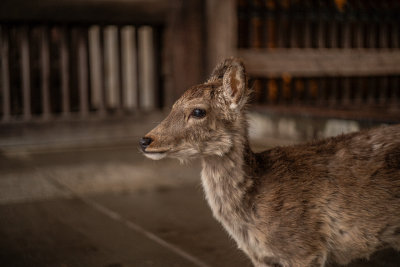 Nara, Japan — fine art travel photography print available from Clever Tourists