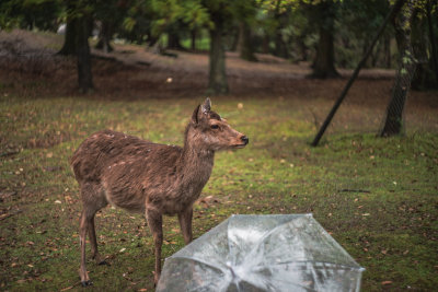 Nara, Japan — fine art travel photography print available from Clever Tourists