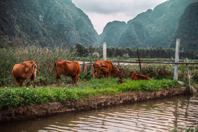 Ninh Binh, Vietnam — fine art travel photography print available from Clever Tourists