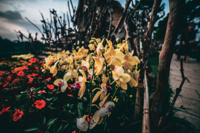 Da Lat, Vietnam — fine art travel photography print available from Clever Tourists