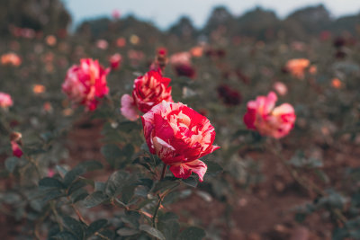 Da Lat, Vietnam — fine art travel photography print available from Clever Tourists
