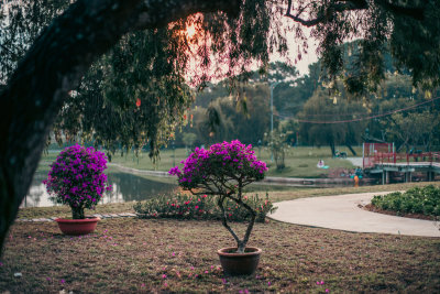 Da Lat, Vietnam — fine art travel photography print available from Clever Tourists