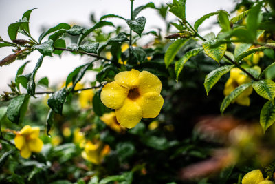 Da Lat, Vietnam — fine art travel photography print available from Clever Tourists
