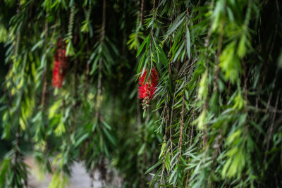 Da Lat, Vietnam — fine art travel photography print available from Clever Tourists