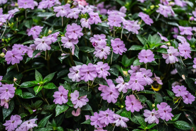 Da Lat, Vietnam — fine art travel photography print available from Clever Tourists