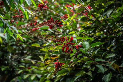 Da Lat, Vietnam — fine art travel photography print available from Clever Tourists