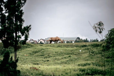 Da Lat, Vietnam — fine art travel photography print available from Clever Tourists