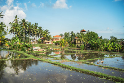 Ubud, Indonesia — fine art travel photography print available from Clever Tourists