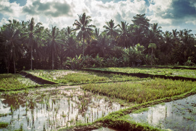 Ubud, Indonesia — fine art travel photography print available from Clever Tourists