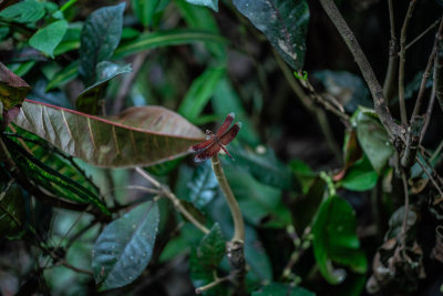 Ubud, Indonesia — fine art travel photography print available from Clever Tourists