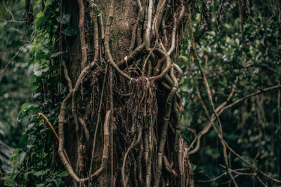 Ubud, Indonesia — fine art travel photography print available from Clever Tourists