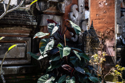 Ubud, Indonesia — fine art travel photography print available from Clever Tourists